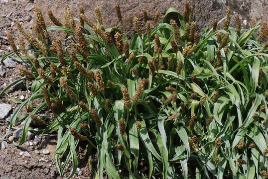 صورة Plantago argentea Chaix