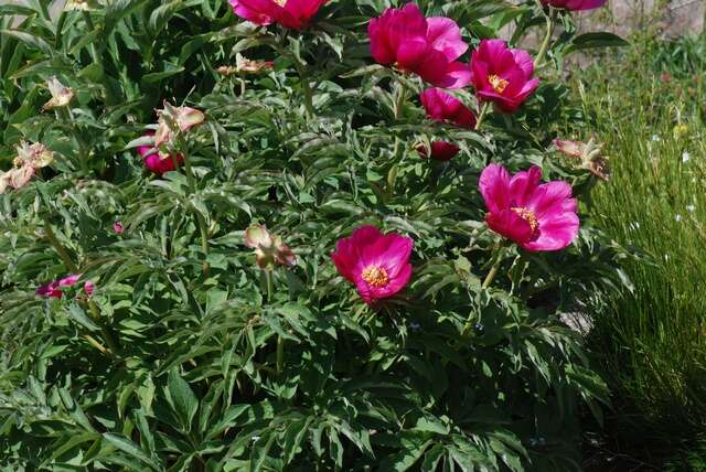 Image of <i>Paeonia humilis</i> var. <i>villosa</i>