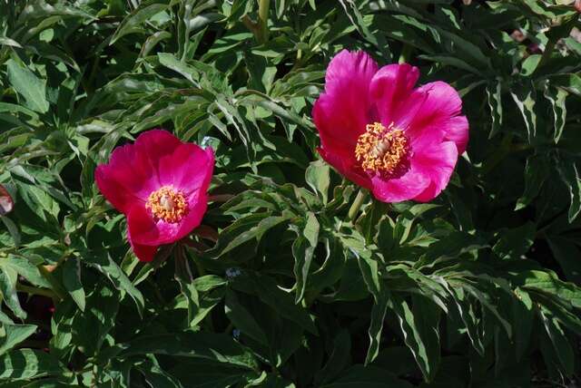 Image of <i>Paeonia humilis</i> var. <i>villosa</i>