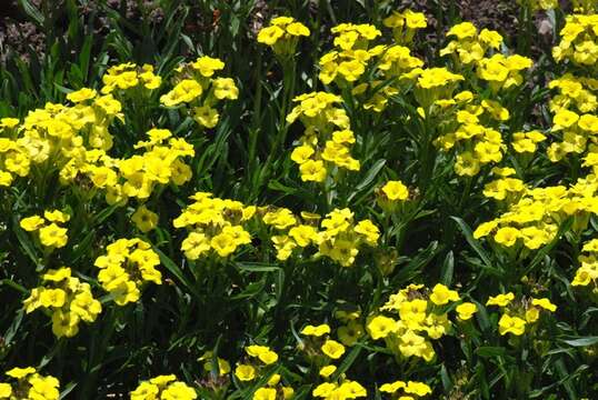 Image of Erysimum humile Pers.