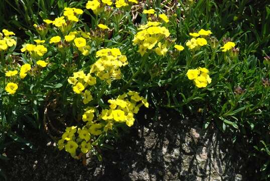 Image of Erysimum humile Pers.