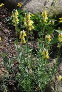 Plancia ëd Linaria tristis (L.) Mill.