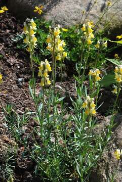 Plancia ëd Linaria tristis (L.) Mill.