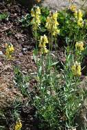 Plancia ëd Linaria tristis (L.) Mill.