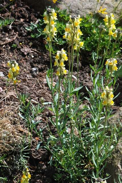 Imagem de Linaria tristis (L.) Mill.