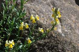 Plancia ëd Linaria tristis (L.) Mill.