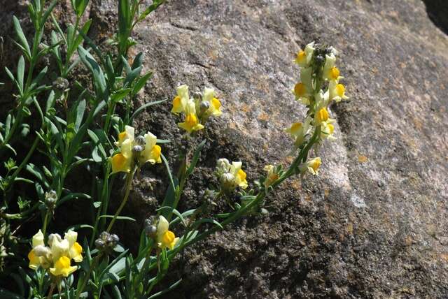 Imagem de Linaria tristis (L.) Mill.