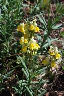 Plancia ëd Linaria tristis (L.) Mill.