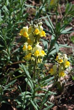 Imagem de Linaria tristis (L.) Mill.