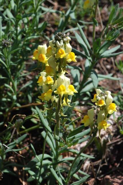 Plancia ëd Linaria tristis (L.) Mill.