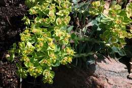 Sivun Euphorbia myrsinites L. kuva