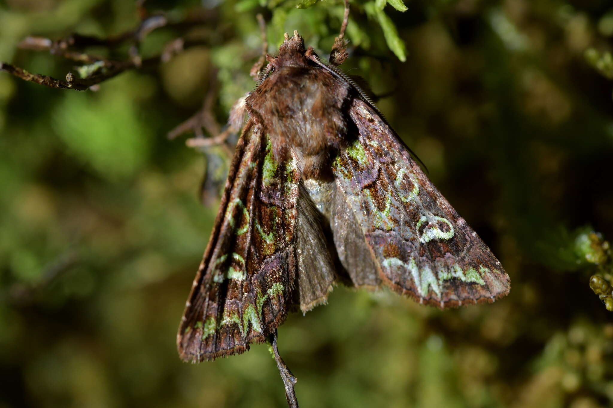 Image of Ichneutica chlorodonta