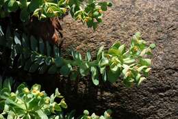 Image of myrtle spurge