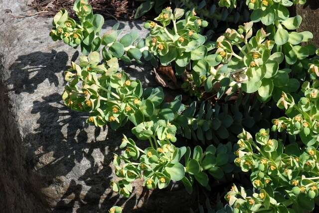 Image of myrtle spurge