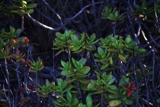 Image of Crassula cultrata L.