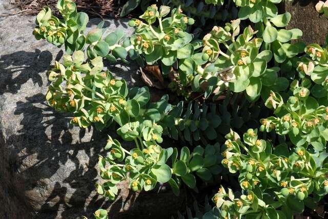 Image of myrtle spurge