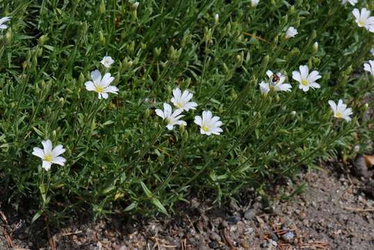 Plancia ëd Cerastium gibraltaricum Boiss.