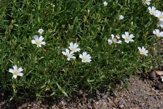 Image of Cerastium gibraltaricum Boiss.