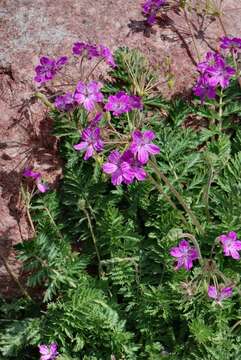 Image of Erodium carvifolium Boiss. & Reuter