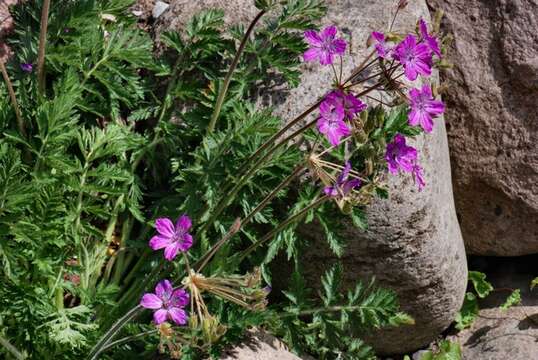 Sivun Erodium carvifolium Boiss. & Reuter kuva