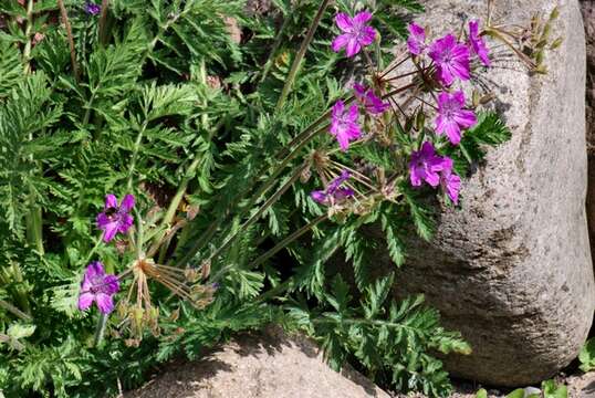 Imagem de Erodium carvifolium Boiss. & Reuter