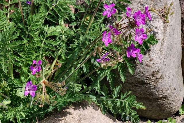 Sivun Erodium carvifolium Boiss. & Reuter kuva