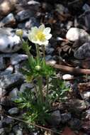 Image of Fall-blooming anemones