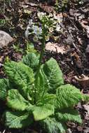 Primula japonica A. Gray resmi