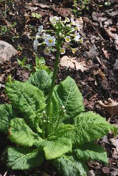 Plancia ëd Primula japonica A. Gray