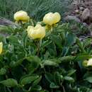 Image of Paeonia mlokosewitschii Lomak.