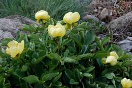 Image of Paeonia mlokosewitschii Lomak.