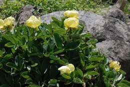 Image of Paeonia mlokosewitschii Lomak.