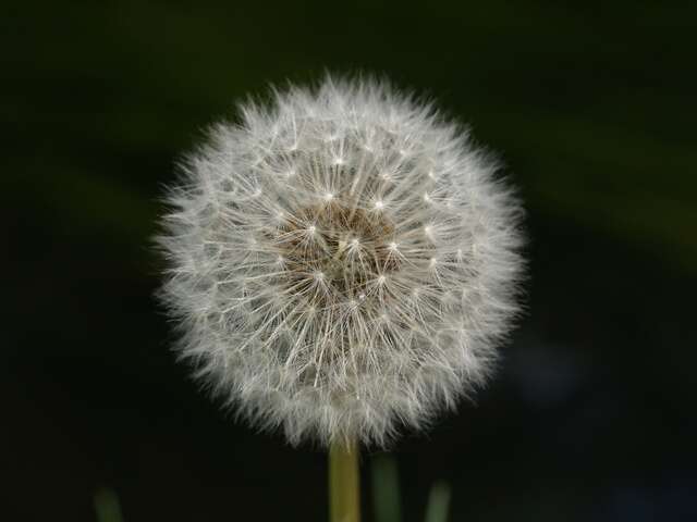 Image of dandelion