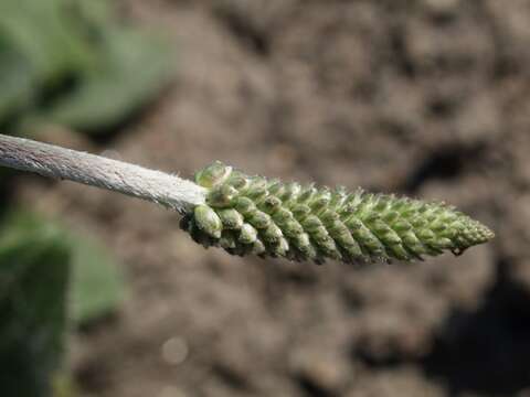 Image of plantain