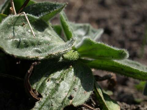 Image of plantain