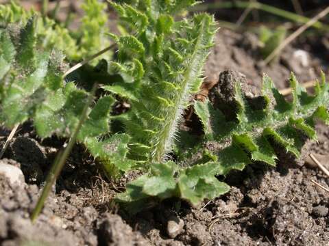 Cirsium resmi