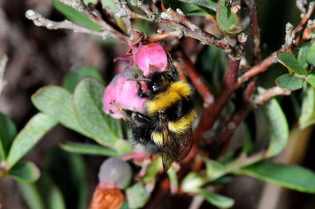 Image of Bombus jonellus (Kirby 1802)