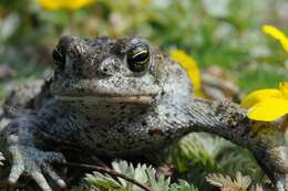 Image of Natterjack toad