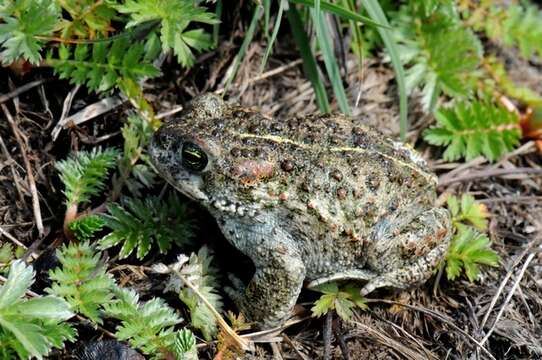 Image of Natterjack toad