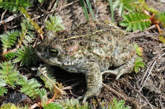 Image of Natterjack toad