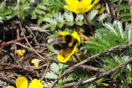 Image of Bombus jonellus (Kirby 1802)