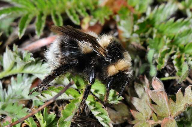 Image of Bombus jonellus (Kirby 1802)