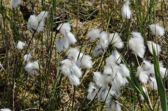 Image of cottongrass