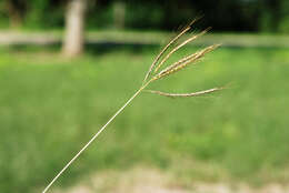 Image of Kleberg's bluestem