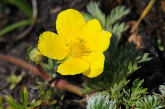 Image of silverweed