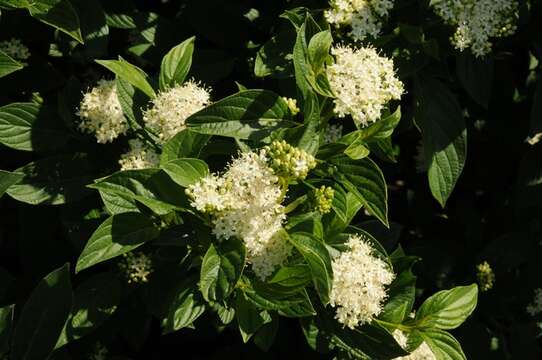 Image of Dogwoods