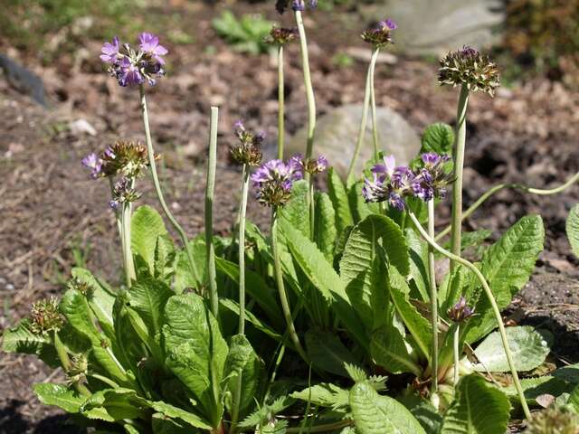 Image of cowslip