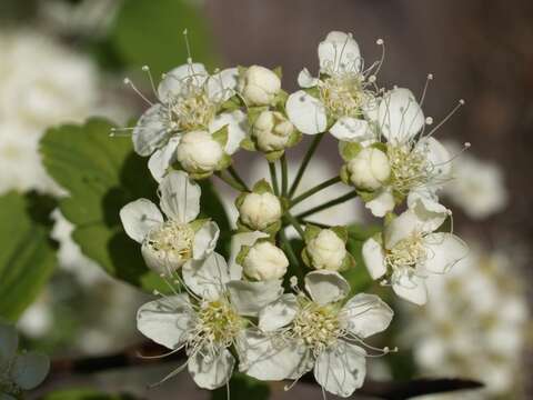 Image of spirea