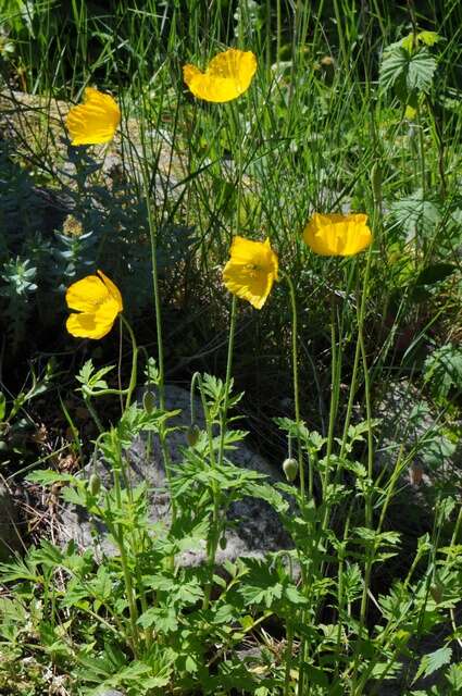 Слика од Papaver cambricum L.