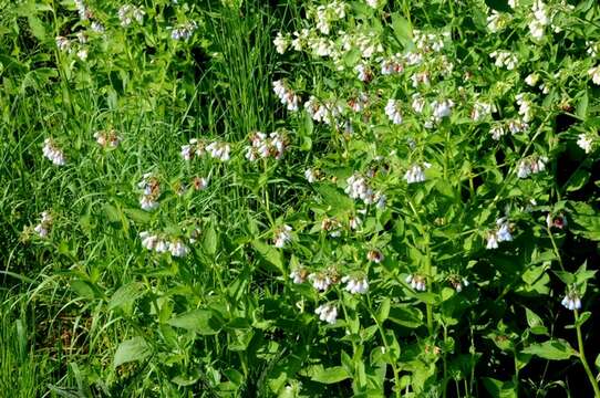 Image of prickly comfrey